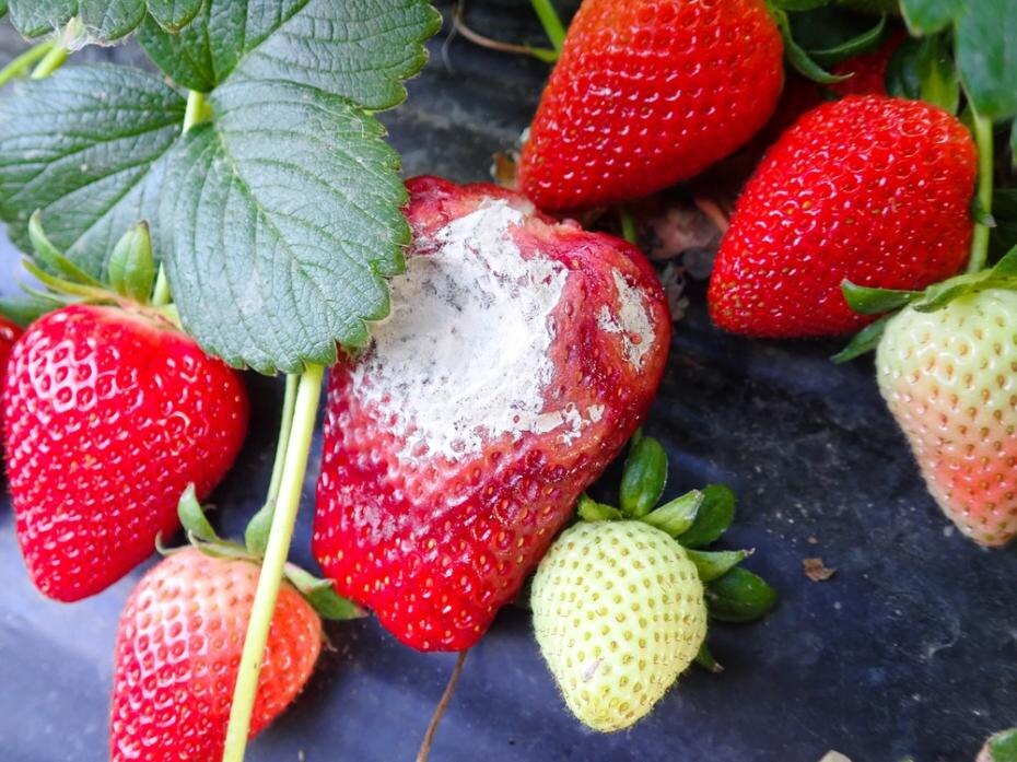    Shutterstock/FOTODOM