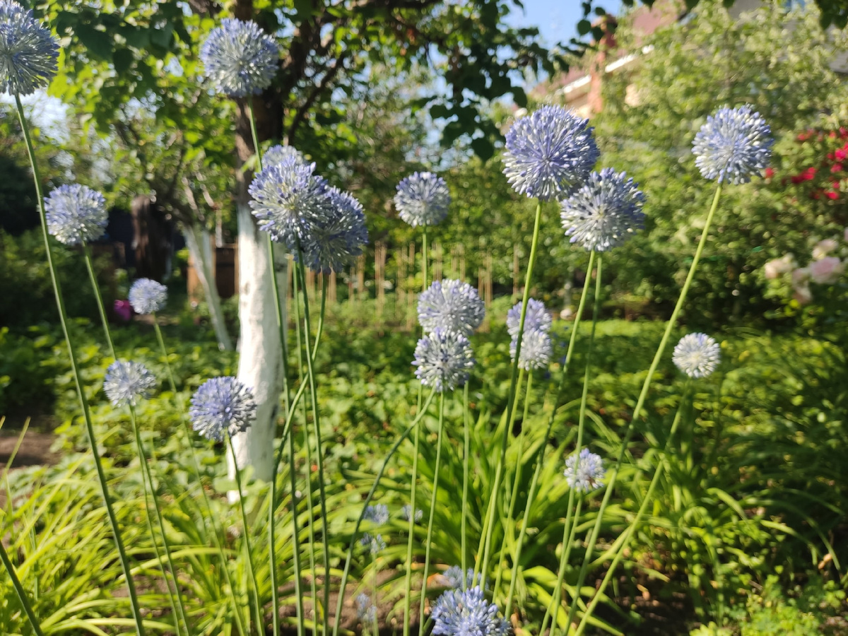 Голубой лук зацветает