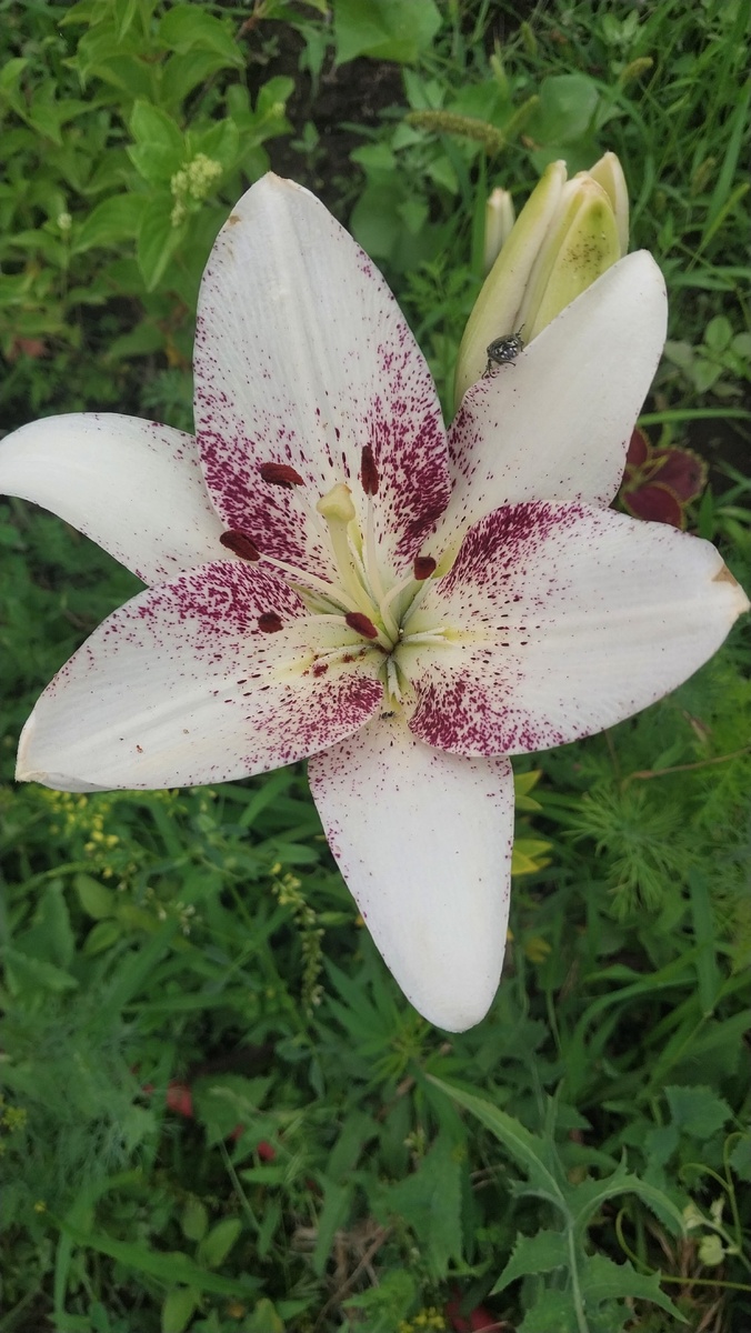 На картинке была середина темнее.