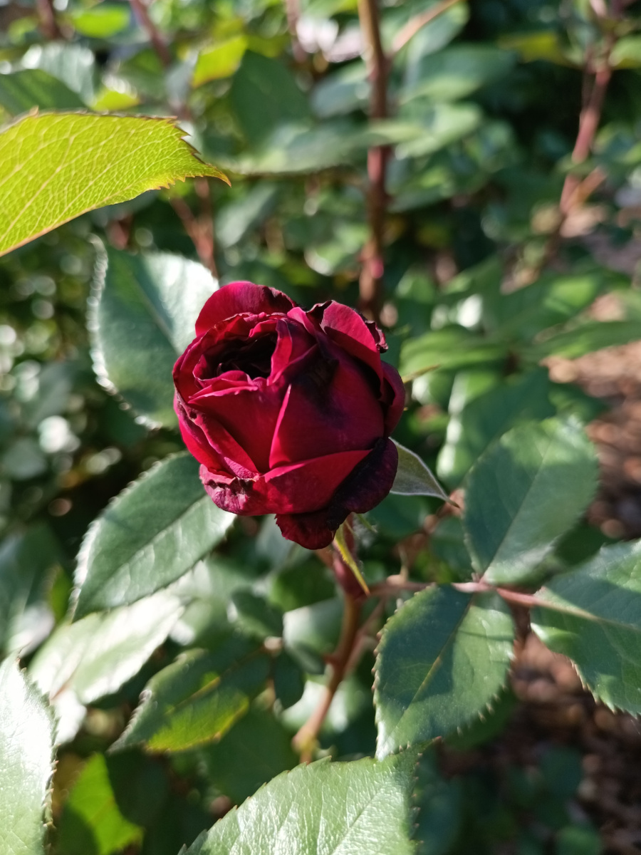 Бельвью 29.05.25