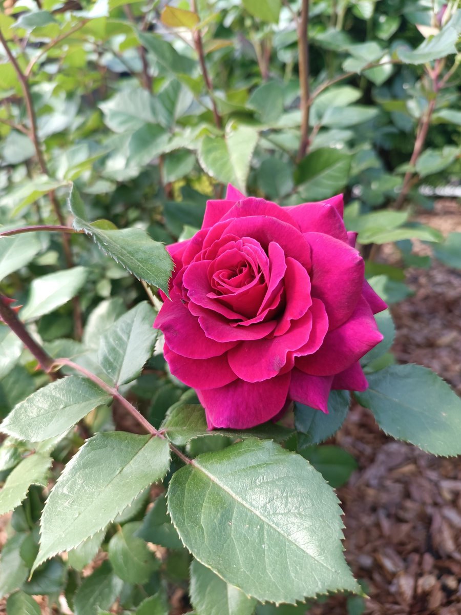  01.06.25. Бельвью 