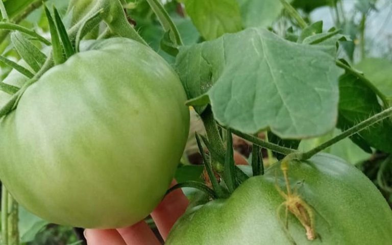 Вкуснятина для томатов: подкормите во время цветения и кусты будут ломиться от помидоров