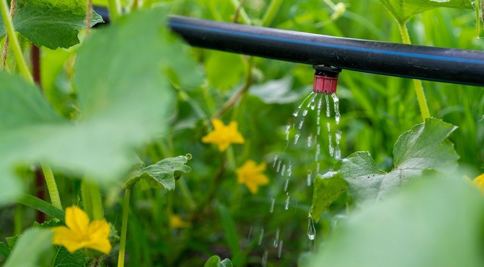 Эффективный полив грядок в жару: секреты щедрого урожая