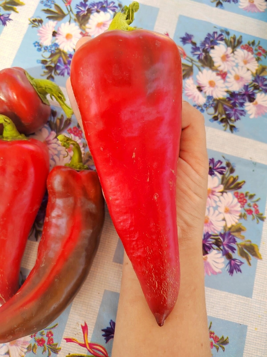 Мой урожай "Какаду" гибридного