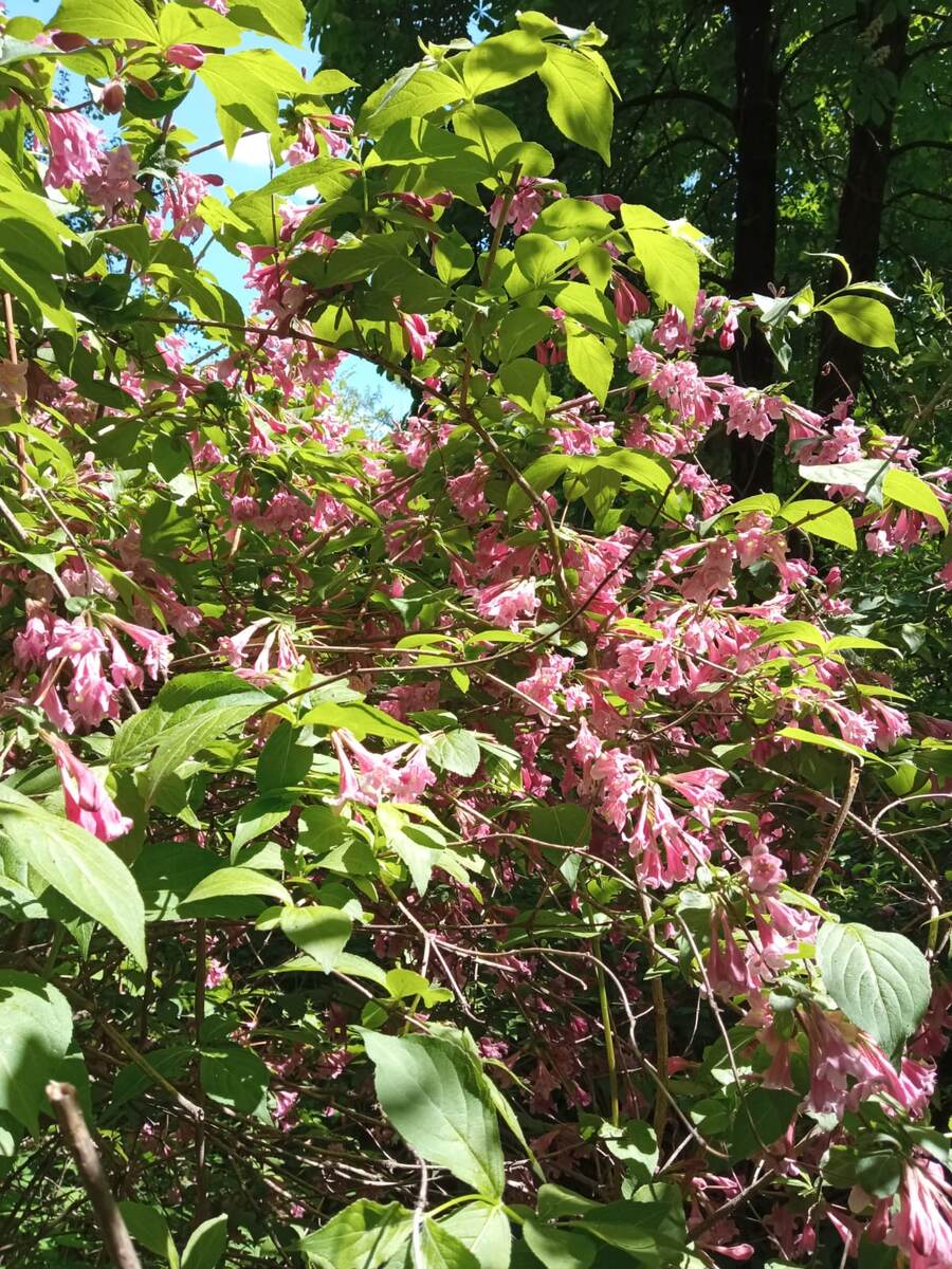 Аптекарский огород. 20 год.