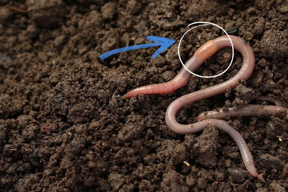 Речь вот об этой штучке, которая есть у всех земляных червей.