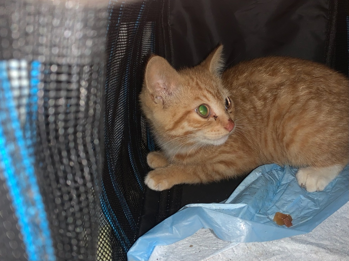 Отпустить котёнка обратно на улицу было равносильно приговору на бездомномную жизнь