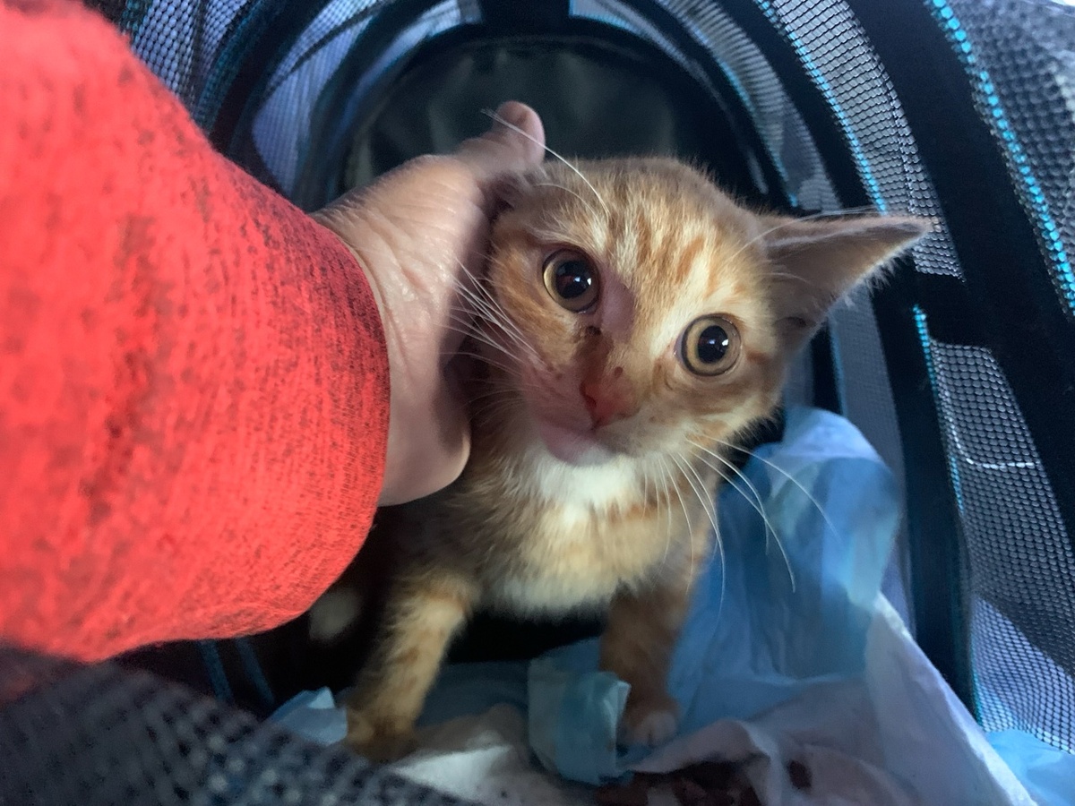 Поехали на передержку