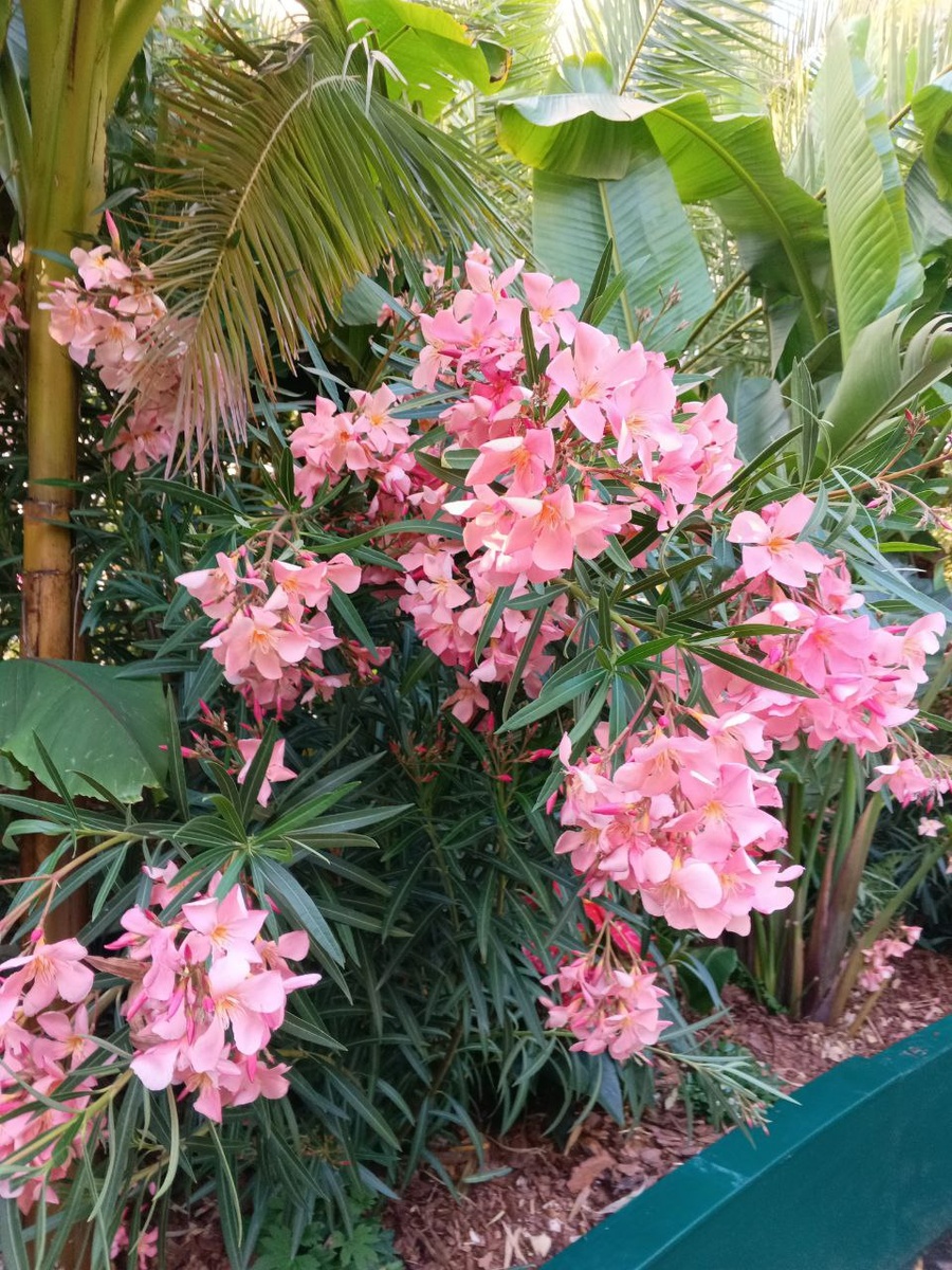 Тропический сад на Манежной площади. Фото автора. Июнь 2025 г