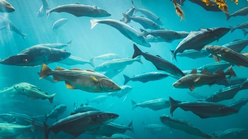    Фото: PhotoVisions/Shutterstock/Fotodom