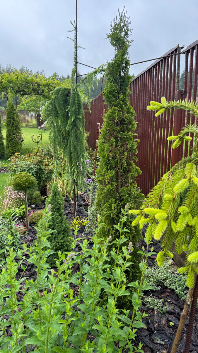 Туя Дегрут спайер по центру правее. После пересадки через год