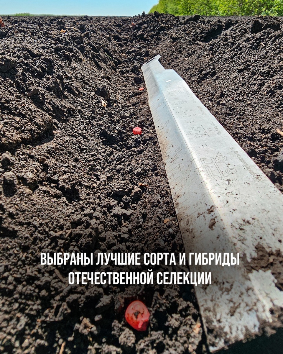 ВЫБРАНЫ ЛУЧШИЕ СОРТА И ГИБРИДЫ ОТЕЧЕСТВЕННОЙ СЕЛЕКЦИИ