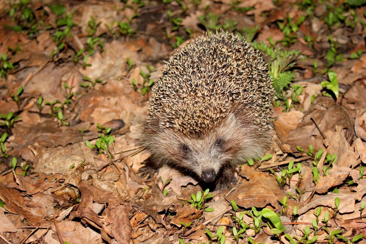    Саратовцев предупреждают об опасной ласковости ежа