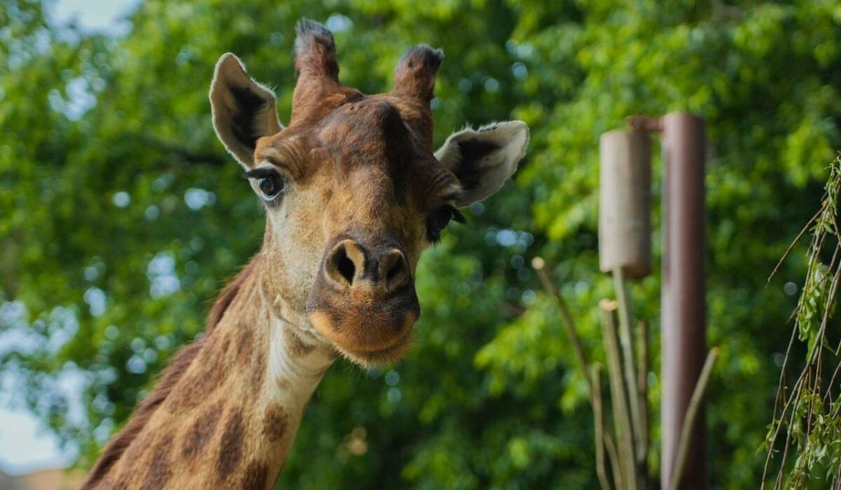     Жираф. Источник: mos.ru Автор фото: Пресс-служба Мэра и Правительства Москвы