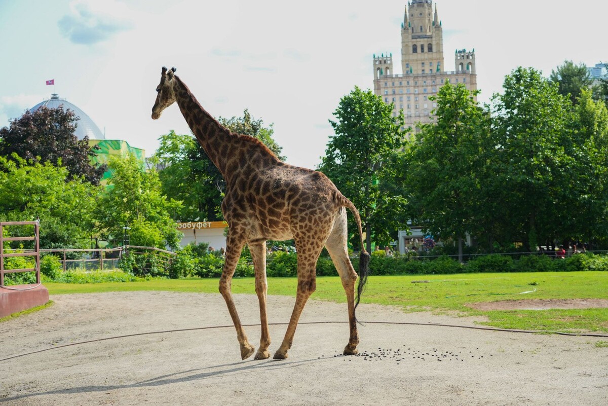    За Деборой, Мией, Лейлой и Липой из Московского зоопарка теперь можно наблюдать онлайн