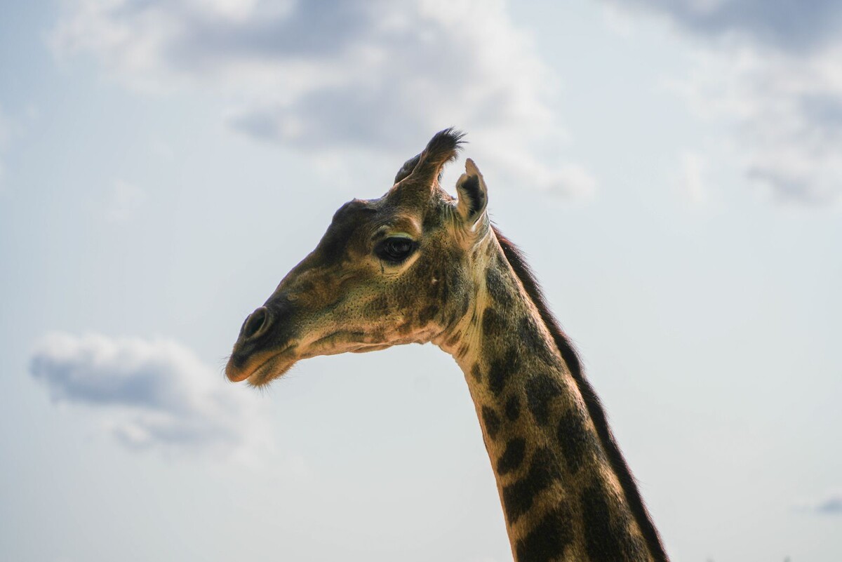    За Деборой, Мией, Лейлой и Липой из Московского зоопарка теперь можно наблюдать онлайн