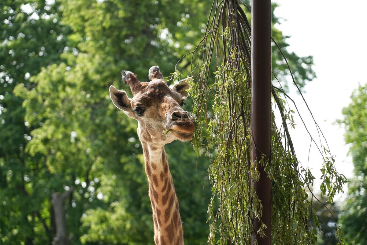    За Деборой, Мией, Лейлой и Липой из Московского зоопарка теперь можно наблюдать онлайн
