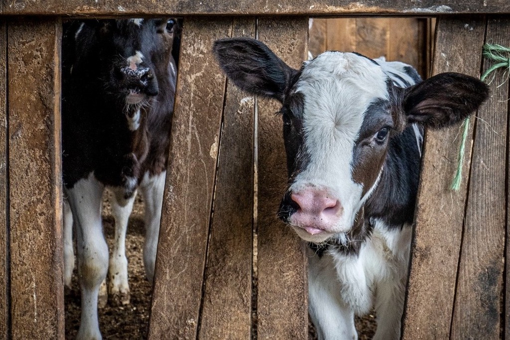    Фото © flickr.com / Preston Keres