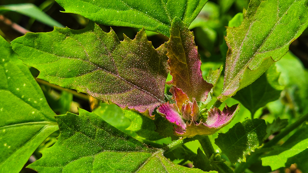 Вот эти мучнистые крупинки - природное приспособление лебеды от потери влаги. 