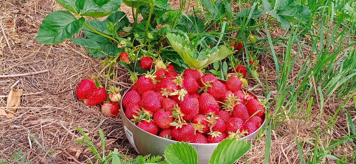 Упрямая клубника зреет, несмотря на дожди