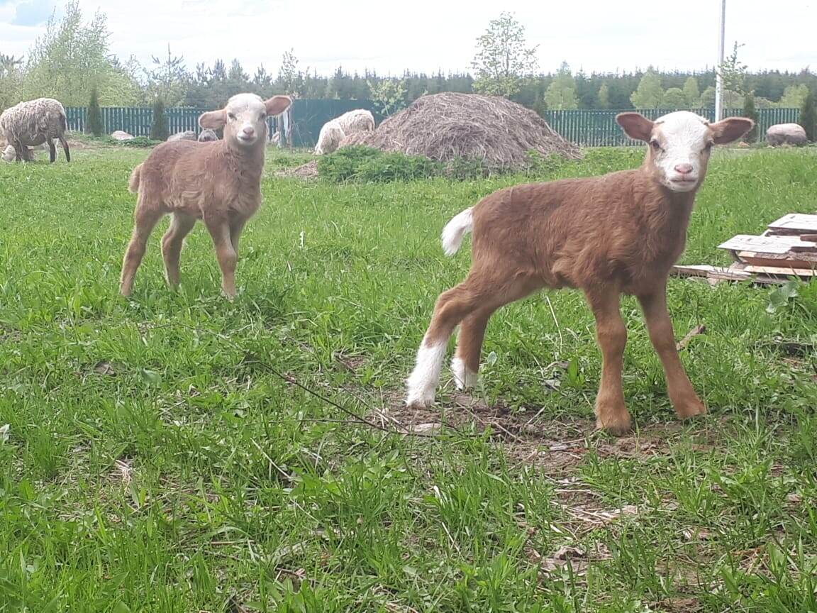 Двое из ларца, одинаковых с лица