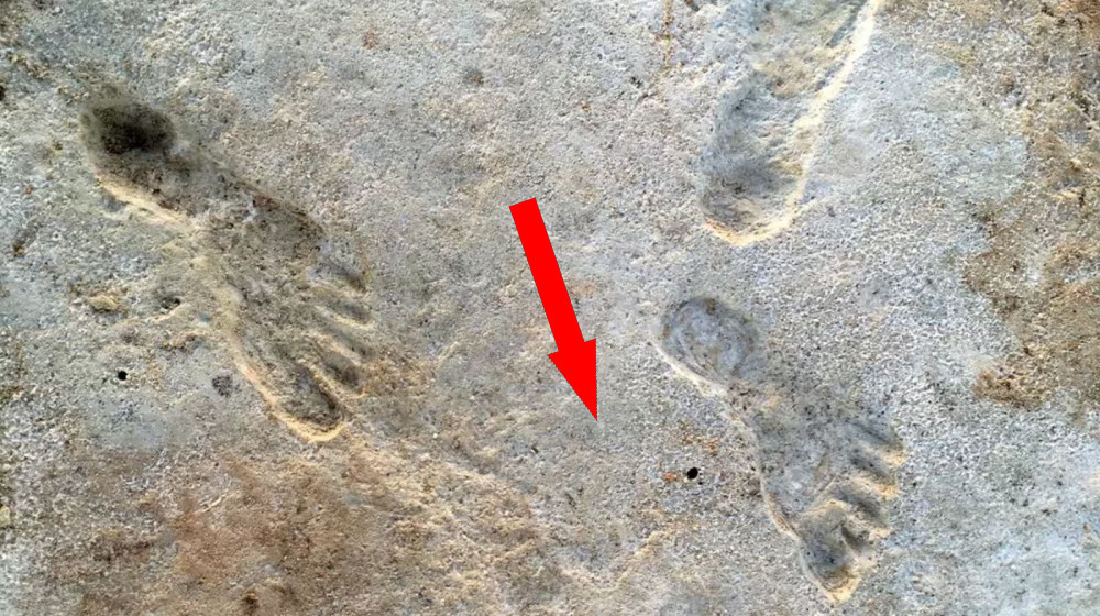    ТАЙНЫ ОКАМЕНЕЛЫХ СЛЕДОВ КАК ОНИ МЕНЯЮТ НАШЕ ПРЕДСТАВЛЕНИЕ О ДРЕВНЕЙ ЖИЗНИ