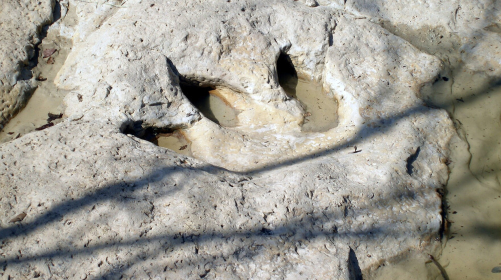    ТАЙНЫ ОКАМЕНЕЛЫХ СЛЕДОВ КАК ОНИ МЕНЯЮТ НАШЕ ПРЕДСТАВЛЕНИЕ О ДРЕВНЕЙ ЖИЗНИ