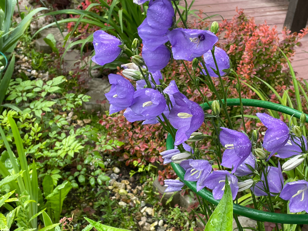 Голубые колокольчики