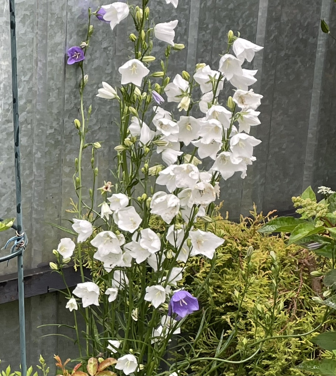 Белые колокольчики