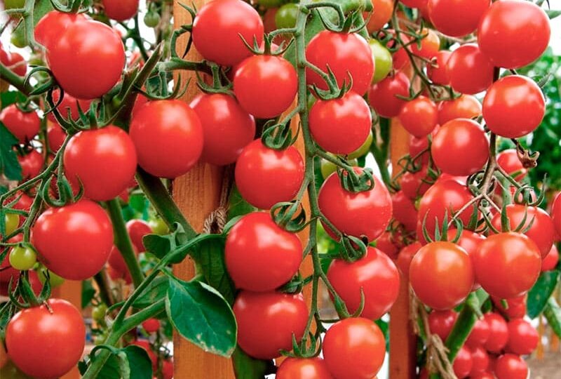 Пять лучших летних подкормок для томатов: быстрый рост и яркий вкус