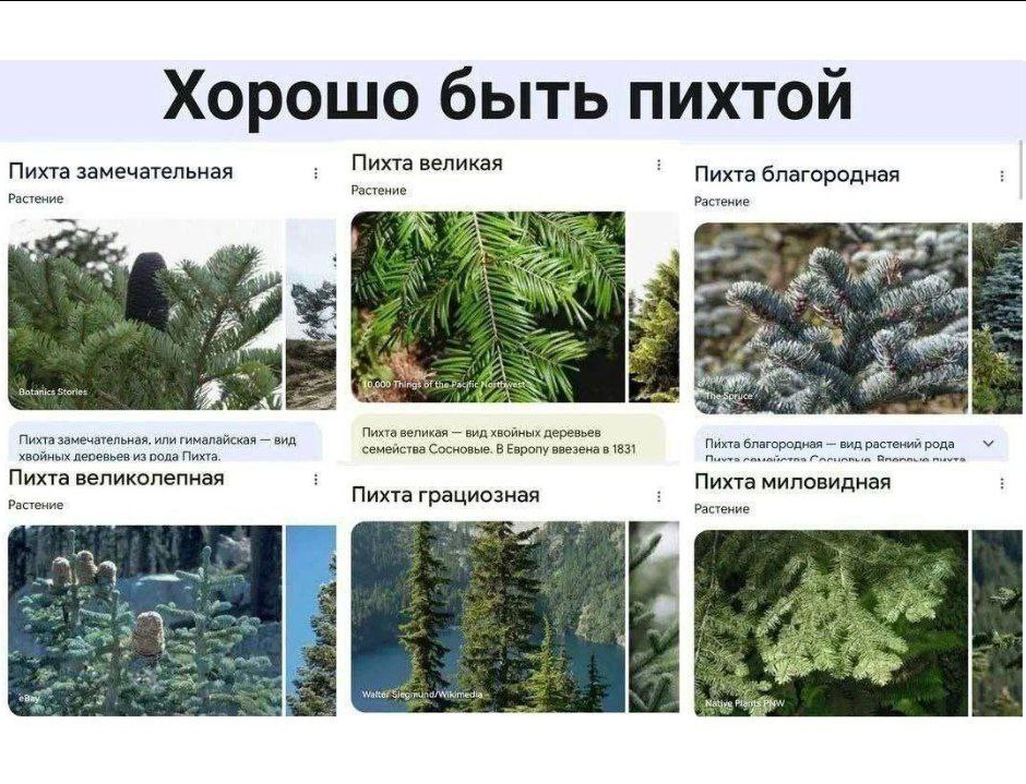 Напишите в комментариях, какая вы пихта сегодня :)