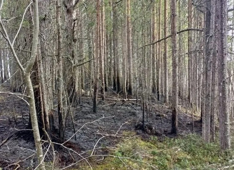    Фото: Минприроды Карелии
