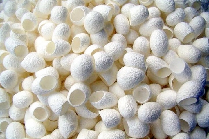 Шёлк из коконов шелкопряда