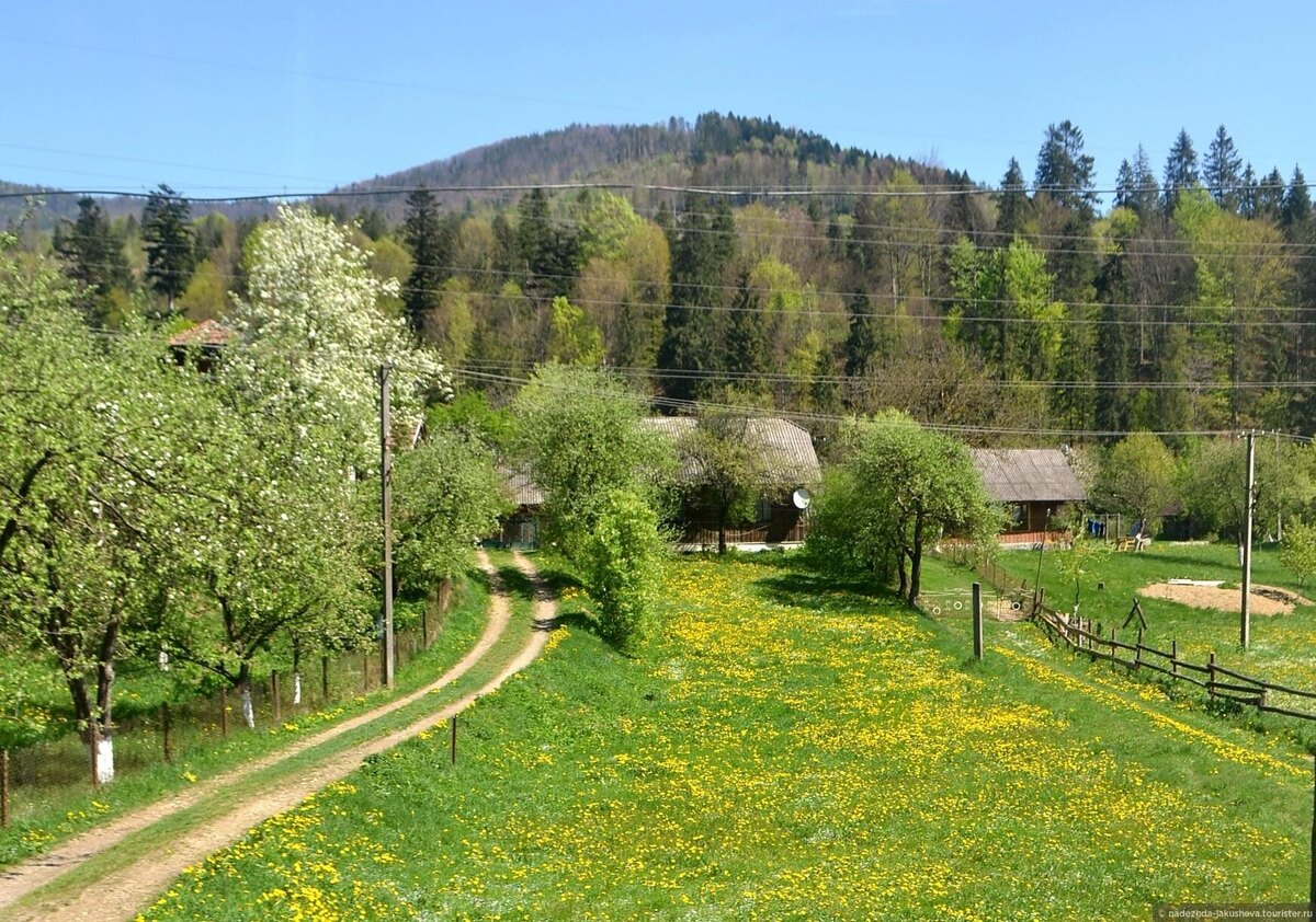 Фото из Яндекса 