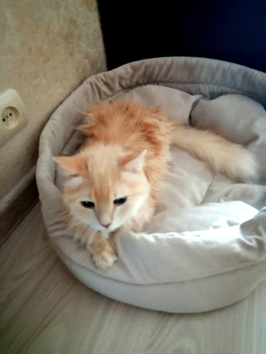 Мой кот после промывки. 