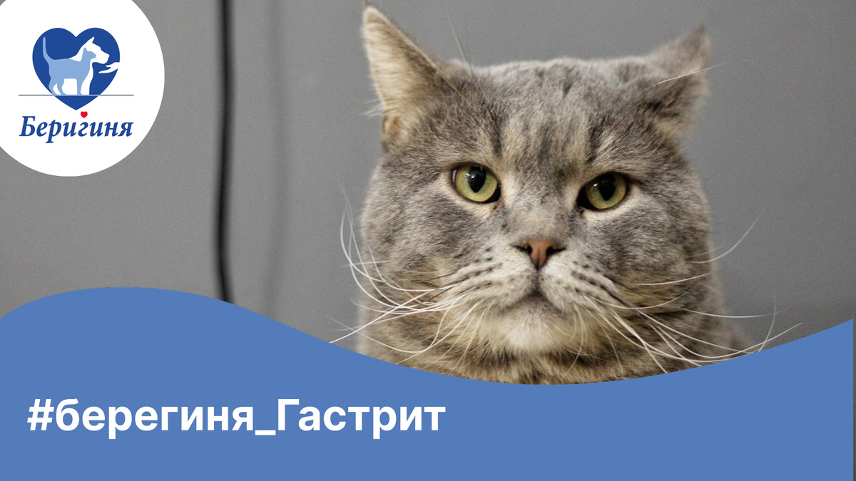 #берегиня_Гастрит