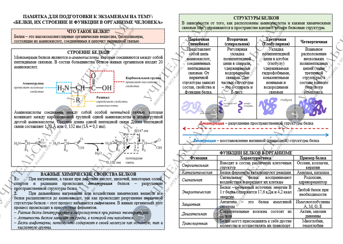 Памятка состоит из двух частей. Эта часть посвящена теории. Только самые важные и нужные сведения о белках, их строении и функциях. Листайте галерею, что бы увидеть все. 