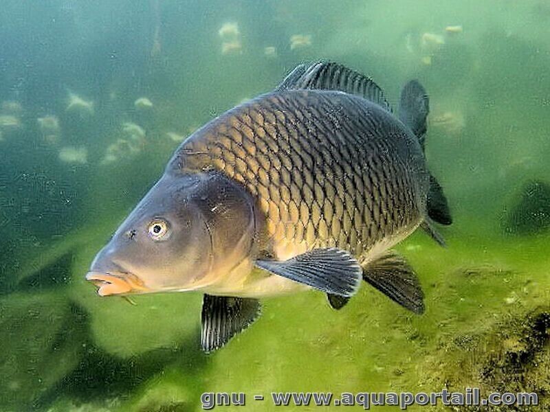 картинка из интернета