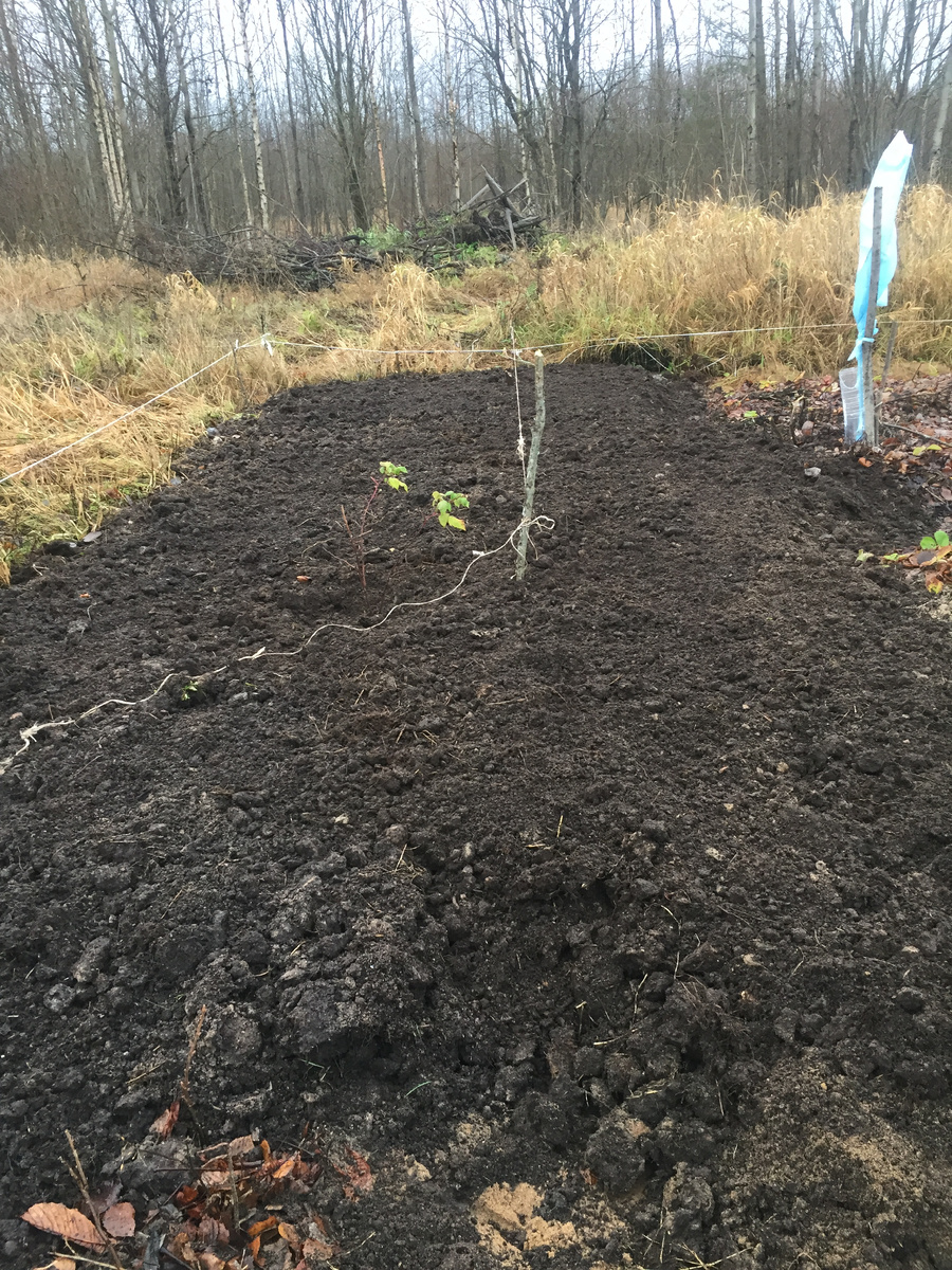 Осень. Отсыпали примернр 1/8 всего участка.