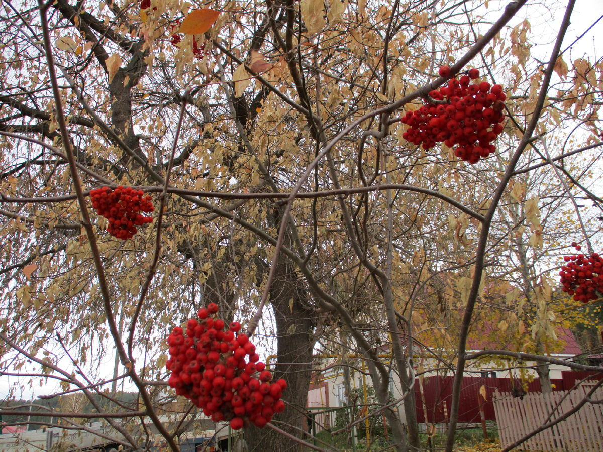 Дары осени. Рябина