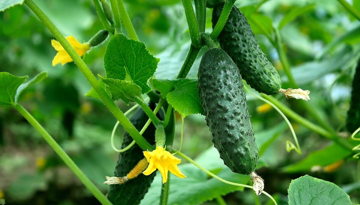 Невидимый враг огурцов: как победить мучнистую росу без потерь урожая