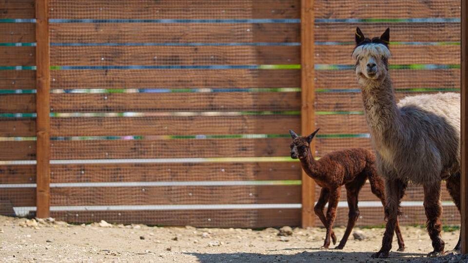    Фото: ООО «Парк».