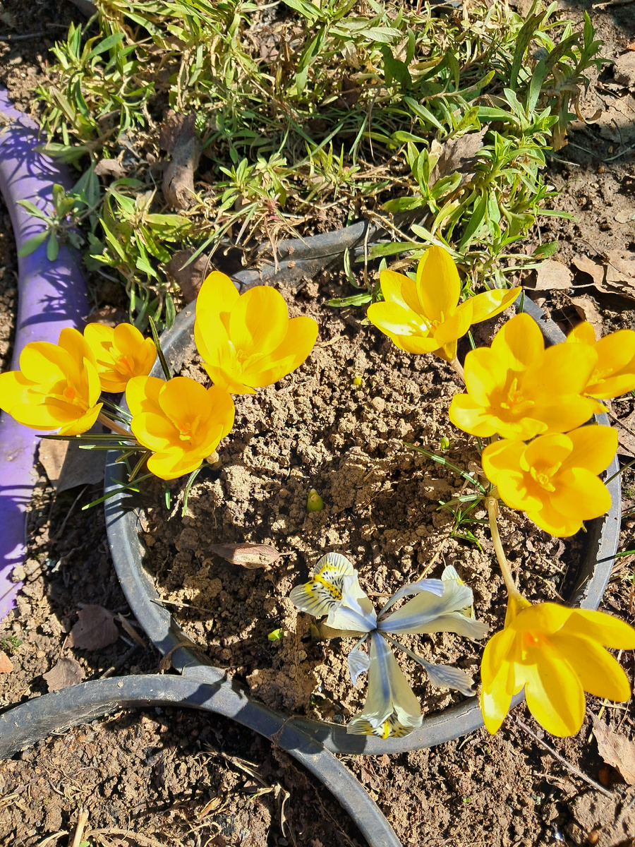 Крокусы и ирис сетчатый в "Бегемотике"