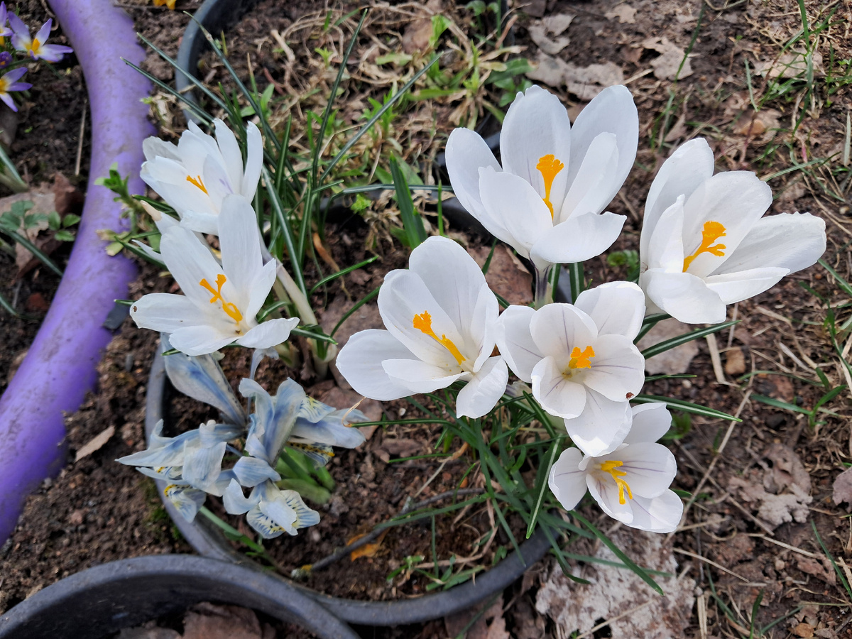 Крокусы и ирис сетчатый (иридодиктиум) в "Бегемотике"