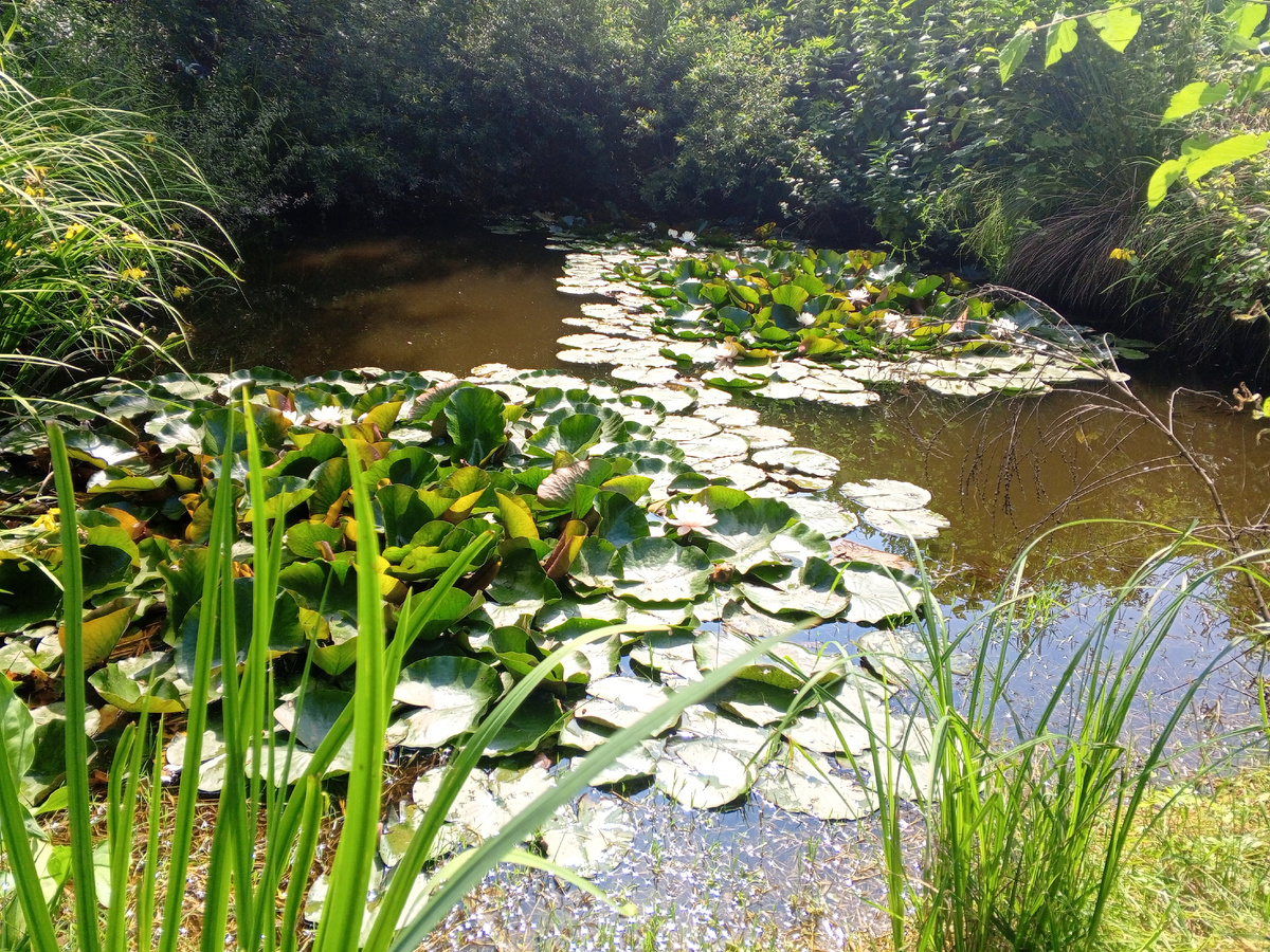 Прудик с водяными лилиями во дворе, где мы снимали жилье