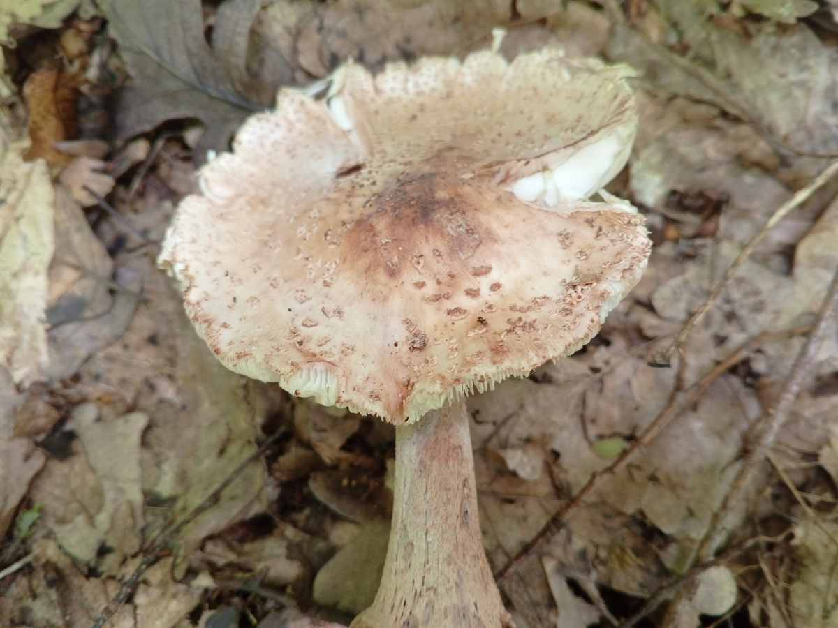 Мухомор серо-розовый