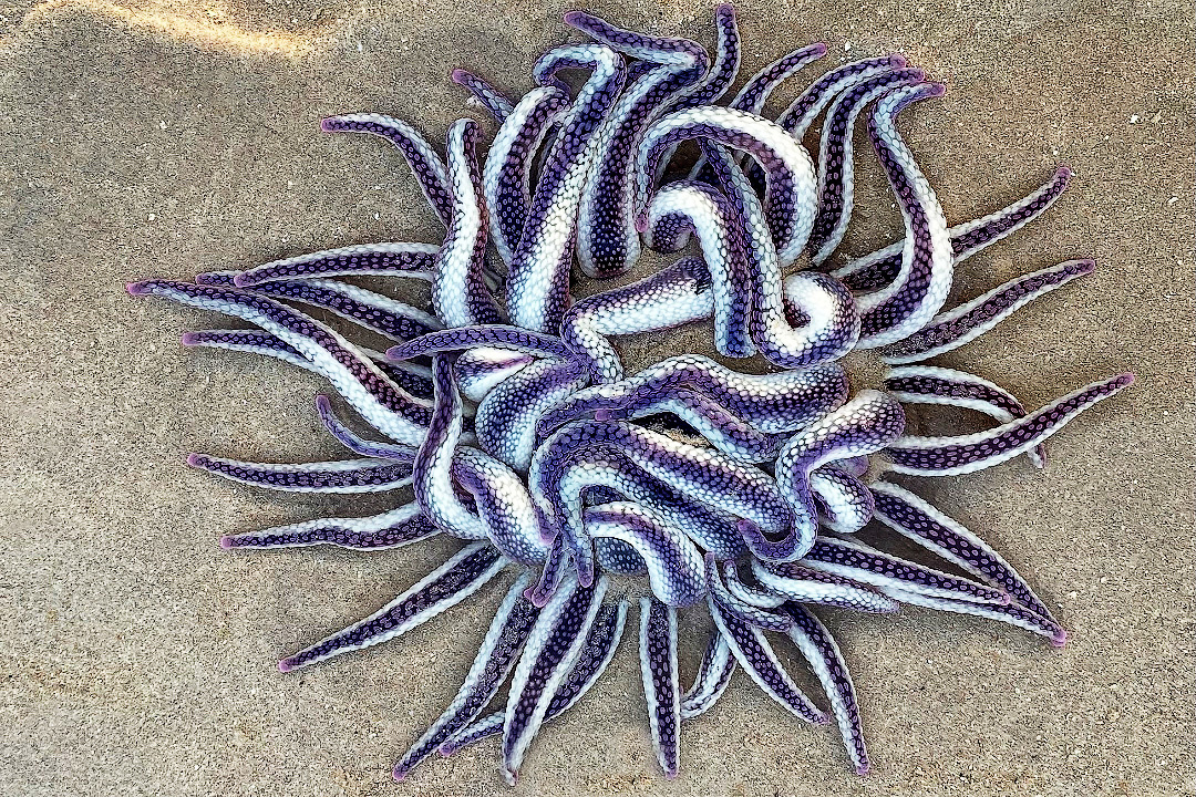 То, что выглядит как клубок сплетенных змей, лучше априори не трогать! 