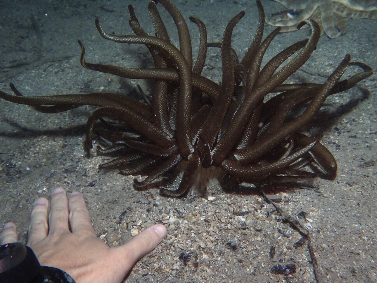 Австралийскую Рапунцель лучше не просить распустить локоны!  