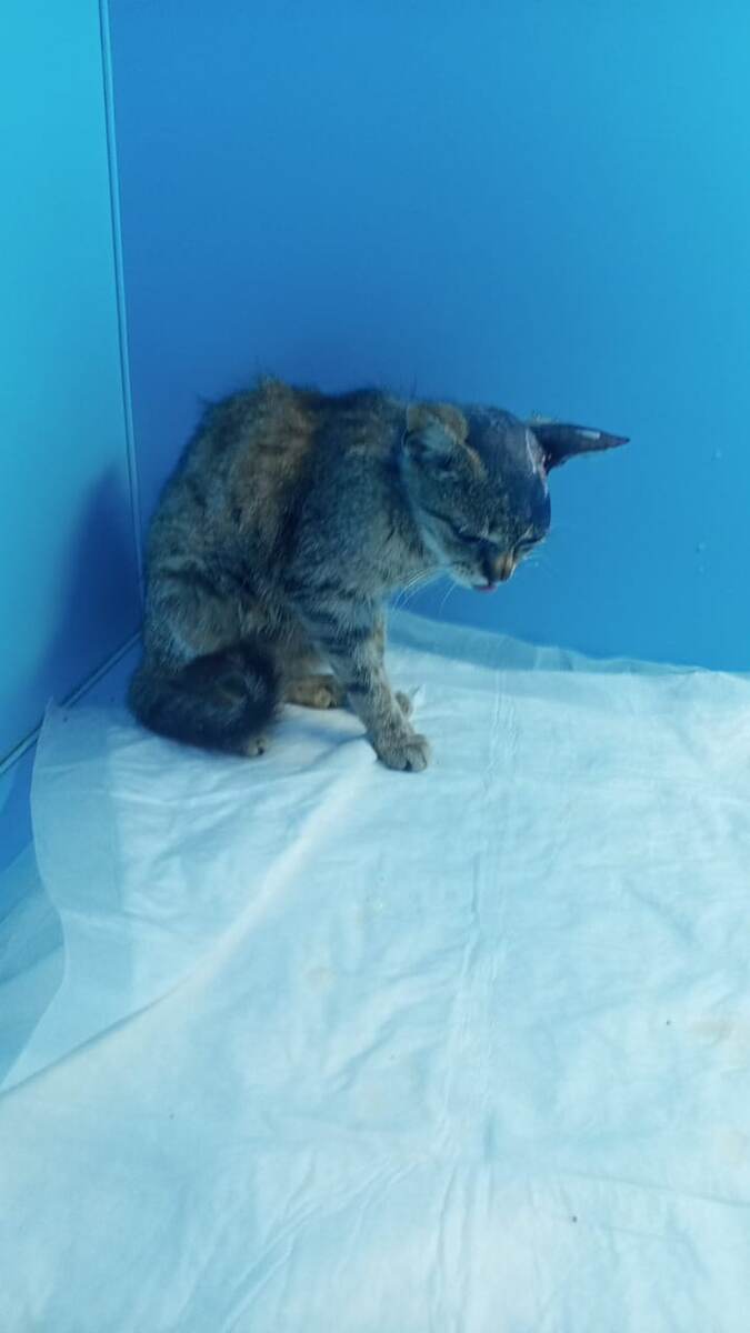 Моника в клинике.