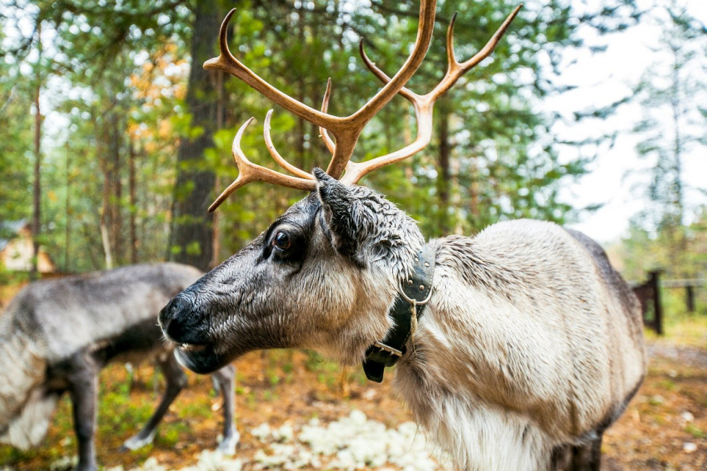    Стойбище, купание в открытом чане и собачья упряжка вывели Югру в ТОП-5 для туристов
